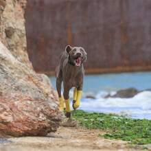 BVEOYPET Pet Knee Pads, Striped Knee Pads, Pet Leg Anti-Scratch Anti-Dirty Bands, Poodle And Teddy Bear Patterns, Elbow Pads, Dog Knee Pads, Dog Socks, Dog Supplies