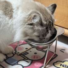 304Stainless Steel Cat And Dog Feeding And Water Bowl - Adjustable Height, Overflow-Proof Wide Base, Easy-To-Clean Design, Rust-Resistant And Durable Structure, Suitable For Indoor/Outdoor Use - Cleaning Cat Feeding Station, Modern Pet Accessories, Easy-To-Clean Materials - 420ml - View 7