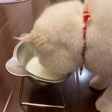 304Stainless Steel Cat And Dog Feeding And Water Bowl - Adjustable Height, Overflow-Proof Wide Base, Easy-To-Clean Design, Rust-Resistant And Durable Structure, Suitable For Indoor/Outdoor Use - Cleaning Cat Feeding Station, Modern Pet Accessories, Easy-To-Clean Materials - 420ml - View 6