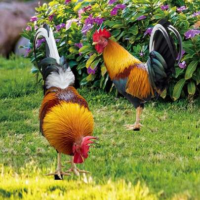 Estatua de jardín realista de gallo - Material acrílico duradero, adecuado para decoración de patio, parque y césped | Excelente regalo para el Día de Acción de Gracias | Disponible en paquete individual o doble