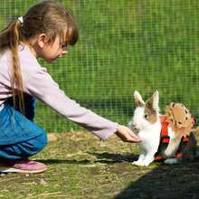 One Adjustable Rabbit Harness And Leash Set, Anti-Escape Rabbit Harness Vest, Made Of Durable And Wear-Resistant Polyester, Suitable For Pets Running, Walking, Jogging, And Leisurely Activities, Including Rabbits, Cats, Dogs, Kittens, Ferrets, And Other Small Pets. - Multicolor - View 5