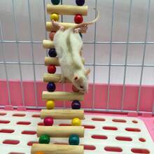 Small Pet Suspension Bridge, Mouse Suspension Bridge, Parrot Swing, Honey Badger Squirrel Climbing Ladder/Staircase, Small Pet Climbing Cloud Ladder.