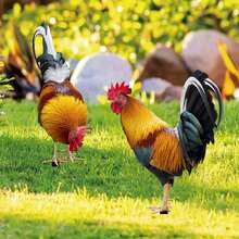 Realistic Rooster Garden Statue - Durable Acrylic Material, Suitable For Outdoor Yard, Park And Lawn Decor | Great Thanksgiving Gift | Available In Single Or Double Pack - Multicolor - View 2