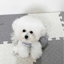 Holdhoney Grey & White Ribbed Mesh Pet Princess Dress, Maltese Teddy Summer Ribbed Strap Tulle Dress, Breathable Dog Dress For Small To Medium Dogs, Gentle Korean INS Style Pet Dress For Photoshoots - Light Grey - View 3