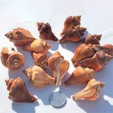 100g Assorted Seashell DIY Craft Kit - High Quality Natural Materials For Making Exquisite Jewelry And Decorative Patterns - Multicolor - View 8