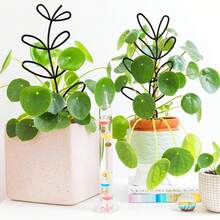 塑料植物支撑架，适用于植物造型、固定和修剪 - 彩色 - 查看 4