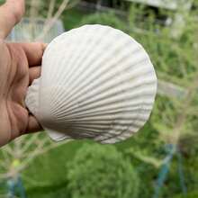 5pcs Natural Large Seashells, Sizes 4-5 Inches (10-12 Cm) And 2-3 Inches (5-8 Cm), Suitable For Crafts, DIY Painting, Baking And Beach Wedding Decor - Bulk Large White Shells, Great For Ocean Themed Parties And Home Decor. - 5 cái - Xem 4