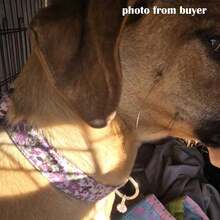 Cute Floral Dog Collars With A Little Flower Charm For Female Male Cats Puppies Small Medium Large Dogs - Dusty Pink - View 4