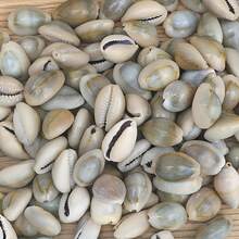 100g Assorted Seashell DIY Craft Kit - High Quality Natural Materials For Making Exquisite Jewelry And Decorative Patterns - Multicolor - View 3