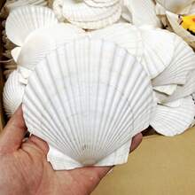 5pcs Natural Large Seashells, Sizes 4-5 Inches (10-12 Cm) And 2-3 Inches (5-8 Cm), Suitable For Crafts, DIY Painting, Baking And Beach Wedding Decor - Bulk Large White Shells, Great For Ocean Themed Parties And Home Decor. - 5 cái - Xem 3