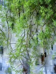 1/2 件人造植物苔藓藤蔓，57 英寸常春藤藤蔓植物，仿真绿植花环，模拟树枝藤蔓，适用于墙面悬挂绿色装饰，可用于家居派对婚礼装饰、窗台、卧室、花园，春夏礼物，生日毕业典礼、情人节、母亲节，仿真植物 - 綠色 - 查看 5