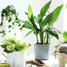 塑料植物支撑架，适用于植物造型、固定和修剪 - 彩色 - 查看 3