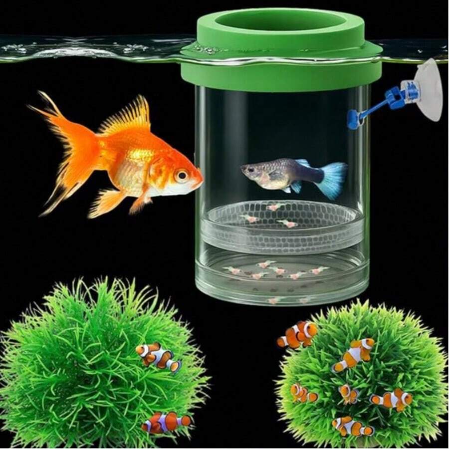 Scatola di riproduzione per Betta e Guppy per acquario e piante ...