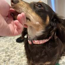 Cute Floral Dog Collars With A Little Flower Charm For Female Male Cats Puppies Small Medium Large Dogs - Watermelon Pink - View 6