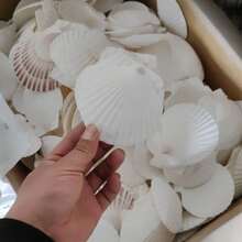 5pcs Natural Large Seashells, Sizes 4-5 Inches (10-12 Cm) And 2-3 Inches (5-8 Cm), Suitable For Crafts, DIY Painting, Baking And Beach Wedding Decor - Bulk Large White Shells, Great For Ocean Themed Parties And Home Decor. - 5 cái - Xem 2