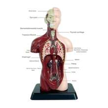 Interactive Human Anatomy And Skeleton Model Construction Kit – Educational Science Toy For Cognitive Development, Hands-On Learning, And Playful Exploration Of Science, Technology, Engineering, And Mathematics (STEM) – 1 Kit