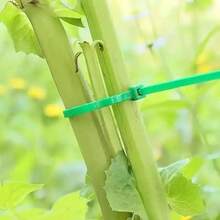 100条园艺捆扎带、扎带、塑料缠绕带、植物固定带、便携式园艺电缆，适用于园艺和草坪护理 - 彩色 - 查看 10