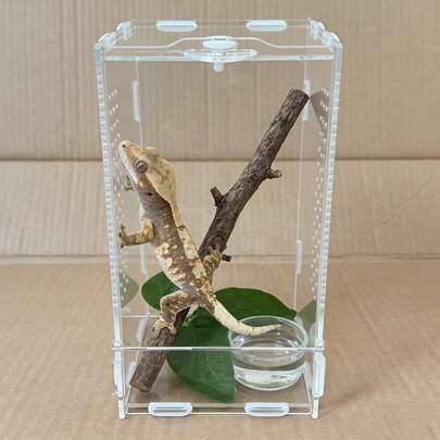 Akryl hoppande spindelhabitat, reptilterrarium enkel montering, insektshölje, bönsyrsahabitat, grodhölje