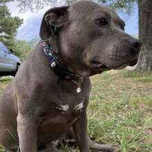 Cute Floral Dog Collars With A Little Flower Charm For Female Male Cats Puppies Small Medium Large Dogs - Navy Blue - View 6