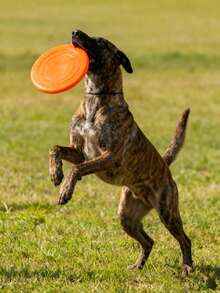 柔软圆形宠物玩具，狗狗玩具，互动训练玩具，漂浮耐用软玩具，宠物用品，宠物玩具，易于清洁，抛掷玩具，耐用耐咬磨牙宠物玩具，狗狗玩具，狗狗互动娱乐玩具，宠物训练玩具，缓解无聊，人宠互动玩具，增进感情 - 彩色 - 查看 5