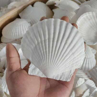 5pcs Natural Large Seashells, Sizes 4-5 Inches (10-12 Cm) And 2-3 Inches (5-8 Cm), Suitable For Crafts, DIY Painting, Baking And Beach Wedding Decor - Bulk Large White Shells, Great For Ocean Themed Parties And Home Decor.