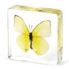 1pc Large Size (4.8cm/7.5cm) Transparent Spread Wings Butterfly, Spider, Butterfly, Giant Centipede Series Model. Insect Specimen, Permanent Preservation Animal Model Crafts, Real Nature Insect Butterfly Resin Specimen Bookend, Transparent Acrylic Square Plant And Animal Insect Model Decorative Craft (Crystal Crafts Are Fragile, Beware Of Bumps) - Multicolor - View 42