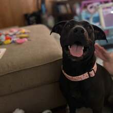 Cute Floral Dog Collars With A Little Flower Charm For Female Male Cats Puppies Small Medium Large Dogs - Watermelon Pink - View 8