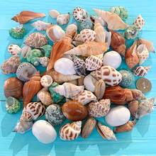 100g Assorted Seashell DIY Craft Kit - High Quality Natural Materials For Making Exquisite Jewelry And Decorative Patterns - Multicolor - View 1