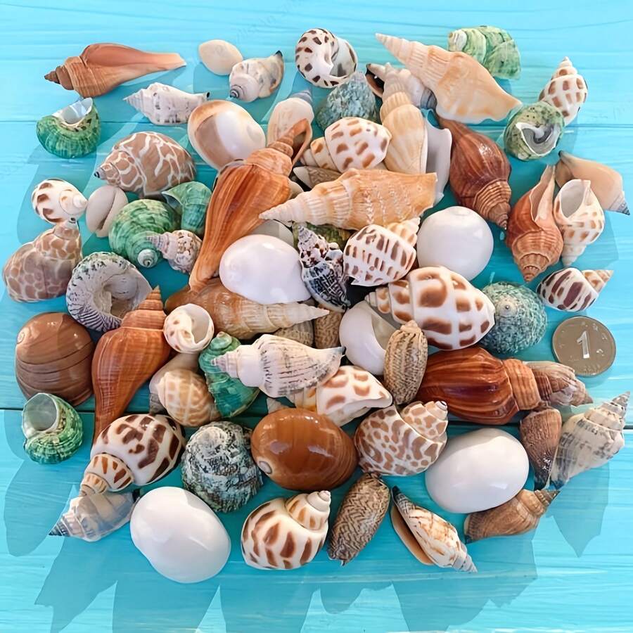 100g Assorted Seashell DIY Craft Kit - High Quality Natural Materials For Making Exquisite Jewelry And Decorative Patterns - Multicolor - View 1