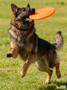 柔软圆形宠物玩具，狗狗玩具，互动训练玩具，漂浮耐用软玩具，宠物用品，宠物玩具，易于清洁，抛掷玩具，耐用耐咬磨牙宠物玩具，狗狗玩具，狗狗互动娱乐玩具，宠物训练玩具，缓解无聊，人宠互动玩具，增进感情 - 彩色 - 查看 7