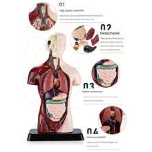 Interactive Human Anatomy And Skeleton Model Construction Kit – Educational Science Toy For Cognitive Development, Hands-On Learning, And Playful Exploration Of Science, Technology, Engineering, And Mathematics (STEM) – 1 Kit