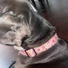 Cute Floral Dog Collars With A Little Flower Charm For Female Male Cats Puppies Small Medium Large Dogs - Watermelon Pink - View 5