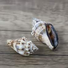 100g Assorted Seashell DIY Craft Kit - High Quality Natural Materials For Making Exquisite Jewelry And Decorative Patterns - Multicolor - View 9