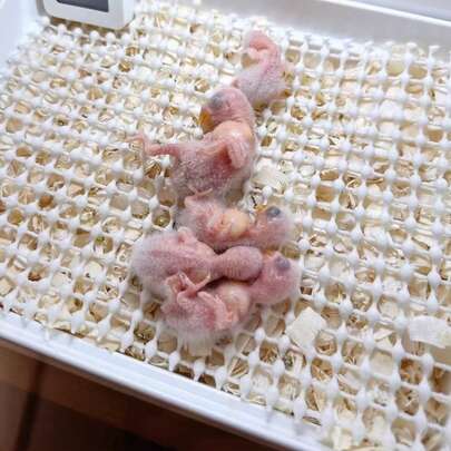 1pc Soft, Non-Slip, Trimmable Perforated Cage Mat, Suitable For Parrots, Chicks, Rabbits And Hamsters, Bird Cage Mat, Parrot Cage Pad, Bird Cage Liner, Ideal For Birds And Small Pets