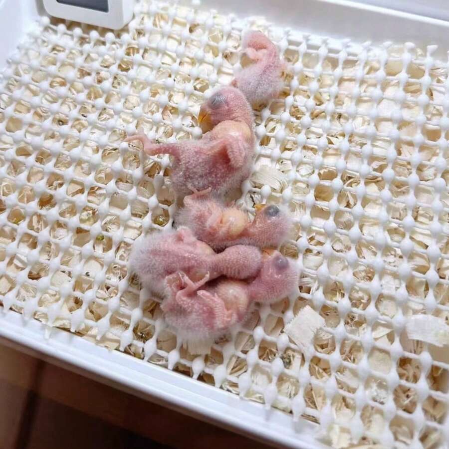 1 tấm lót lồng mềm, chống trơn trượt, có thể cắt tỉa, có lỗ thoáng khí, thích hợp cho vẹt, gà con, thỏ và chuột hamster. Tấm lót lồng chim, đệm lồng vẹt, lót lồng chim, lý tưởng cho chim và thú cưng nhỏ. - Nhiều màu - Xem 1