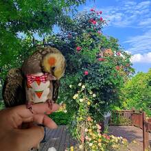 1pc Bird Diaper Parrot Washable Diapers, Parrot Flight Suit, Reusable Nappies For Parakeet Cockatiel Mini Macaw Budgie Canary,Fruit Print Pattern Waterproof Inner Layer Washable Cute Urine Wet Suit