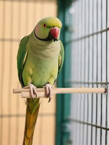 Natural Wooden Parrot Perch | Minimalist Style | Anti-Slip Scratching Post | Suitable For Medium Parrots (Alexandrine Parrots, Eclectus Parrots)