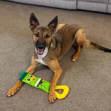 Outward Hound Fire Biterz Ultra Durable Firehose Material Interactive Dog, Mallard, Medium - Vịt trời - Xem 6