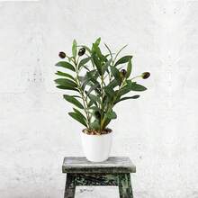 PASCH® Kunstpflanzen wie echt in edlen Keramiktöpfen (38cm) | Künstliche Pflanzen wie echt | Kunstpflanze groß | Fake Plant Kunstpflanzen | Kunstblumen im Topf-6939 - Olivenstrauch(2Stück) - Übersicht 9