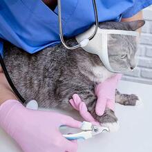 1pc White Pet Cat Muzzle Mask, Transparent Design Does Not Block Vision, Prevents Biting And Licking, Suitable For Bathing, Cleaning, And Grooming - White - View 9