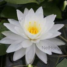 20-Pack Pond Plant Seeds – Lotus, Water Lily & Hydroponic Varieties - White - View 2