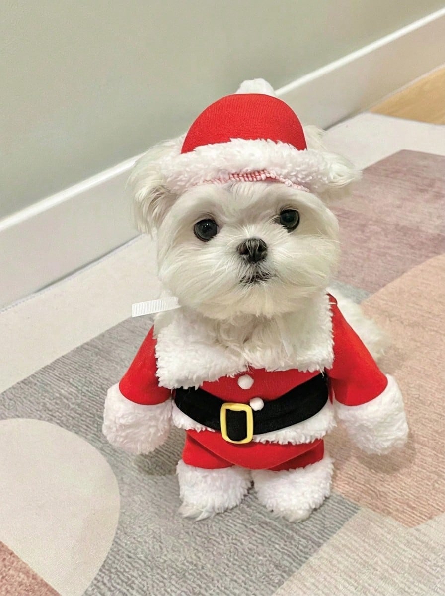 PETSIN 1 套寵物聖誕服裝,包括聖誕老人衣服、帽子和冬季狗和貓站立兩英尺衣服