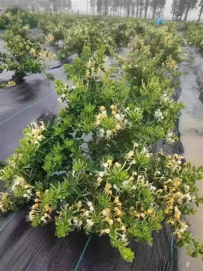 1 pieza Tela negra anti-hierba, adecuada para prevenir el crecimiento de hierba y malezas