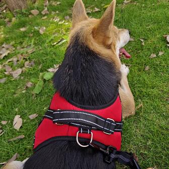 可调节狗胸背带，结实耐用的背心式牵引绳，户外宠物必备用品