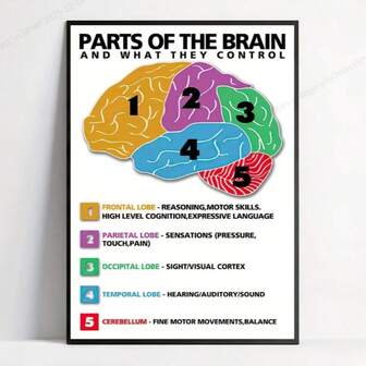 Hjärnans anatomi-poster: Oinramad canvastavla - 40x60cm / 16x24in - Heminredning - Medicinsk konst