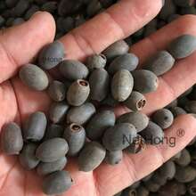 20-Pack Pond Plant Seeds – Lotus, Water Lily & Hydroponic Varieties - White - View 5