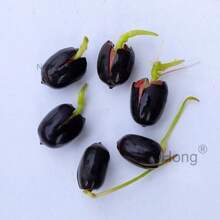 20-Pack Pond Plant Seeds – Lotus, Water Lily & Hydroponic Varieties - White - View 7