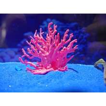 1pc Customizable Realistic Multi-Color Coral Miniature Micro Landscape Decor Aquarium Seaweed Accessories - C - View 9