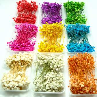 [Most Popular] Dried Mansanita Flower Box - Baby's Breath Bouquet, Ideal For DIY Crafts, Scrapbooking And Wedding Decor