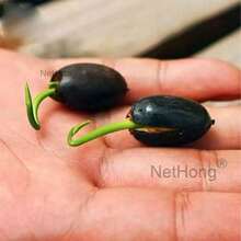 20-Pack Pond Plant Seeds – Lotus, Water Lily & Hydroponic Varieties - White - View 6